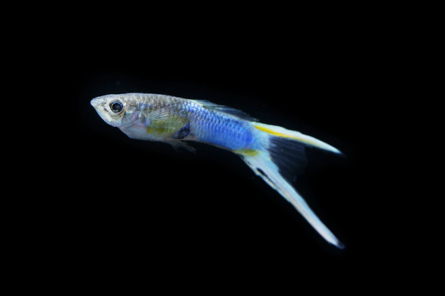 Guppy Koi: Varieties, Colors, and Care Tips